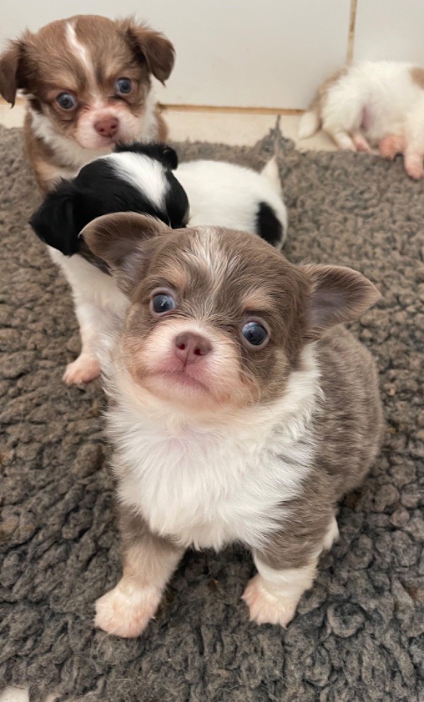 de la douce folie - Chiot disponible  - Chihuahua