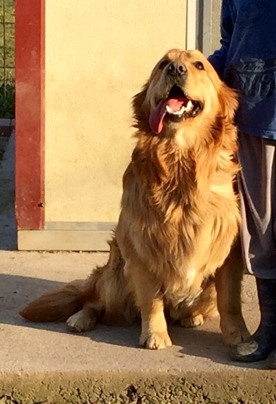 Les Golden Retriever de l'affixe de la douce folie