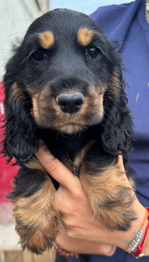 de la douce folie - Chiot disponible  - Cocker Spaniel Anglais