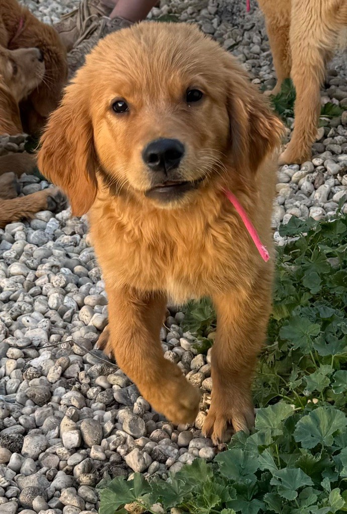 de la douce folie - Chiot disponible  - Golden Retriever