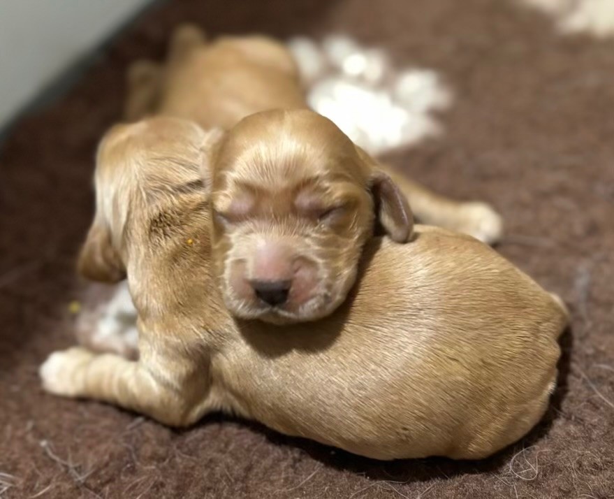 de la douce folie - Chiot disponible  - Cocker Spaniel Anglais