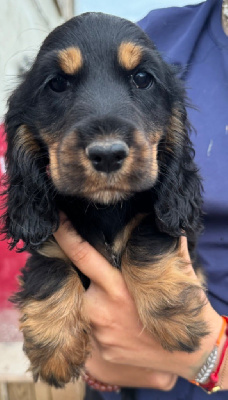 de la douce folie - Cocker Spaniel Anglais - Portée née le 12/06/2024