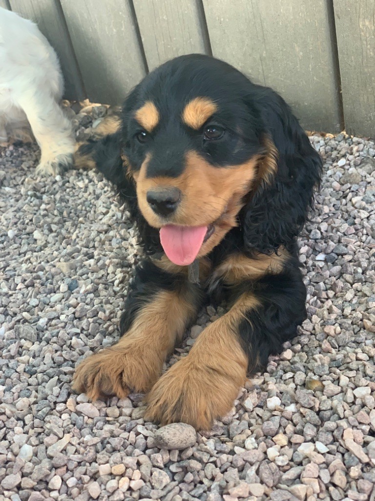 de la douce folie - Chiot disponible  - Cocker Spaniel Anglais