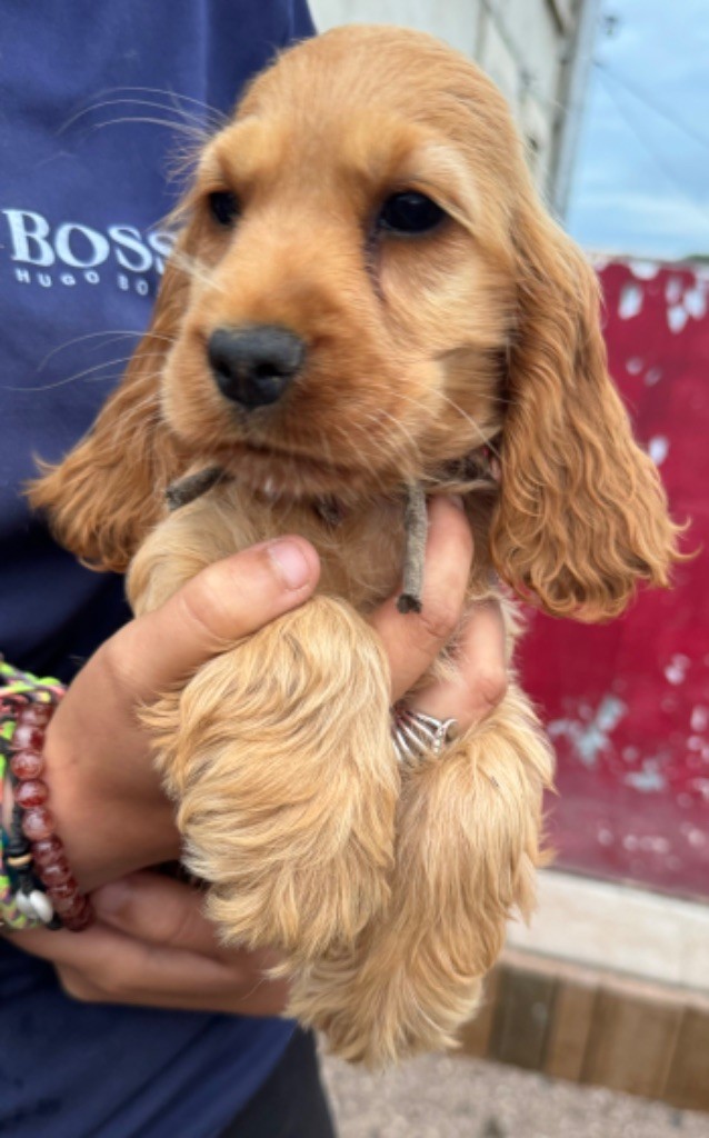 de la douce folie - Chiot disponible  - Cocker Spaniel Anglais