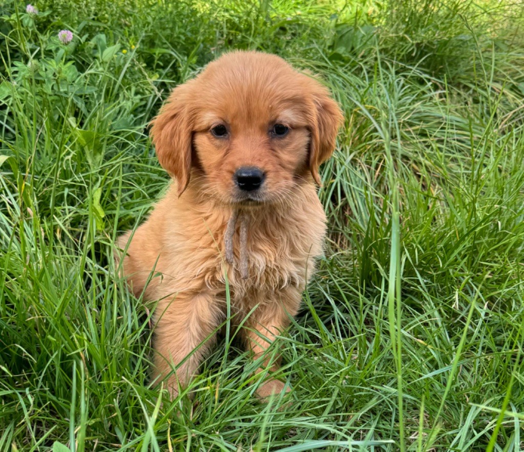 de la douce folie - Chiot disponible  - Golden Retriever