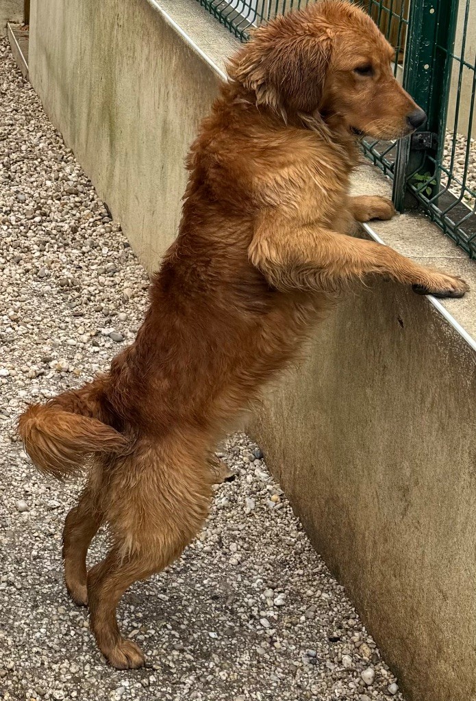 Teddy bear des fields d'est