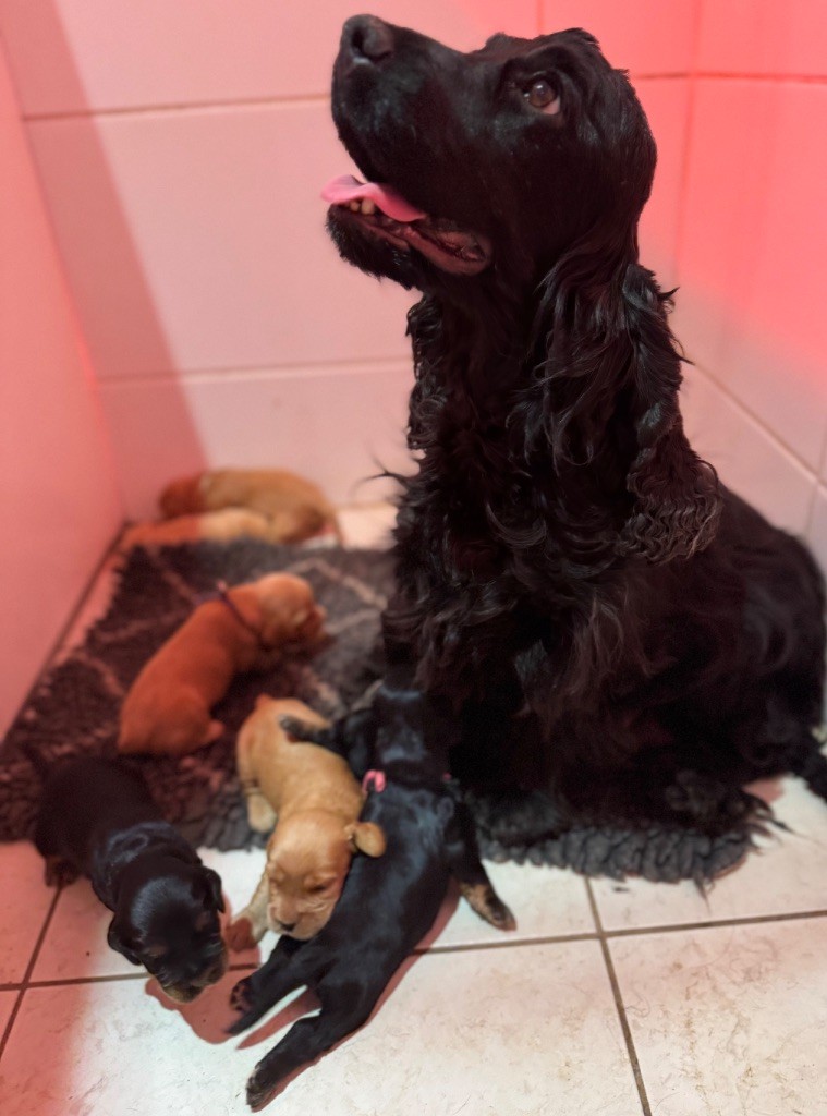 Sunset D'hell Sky dite shelby