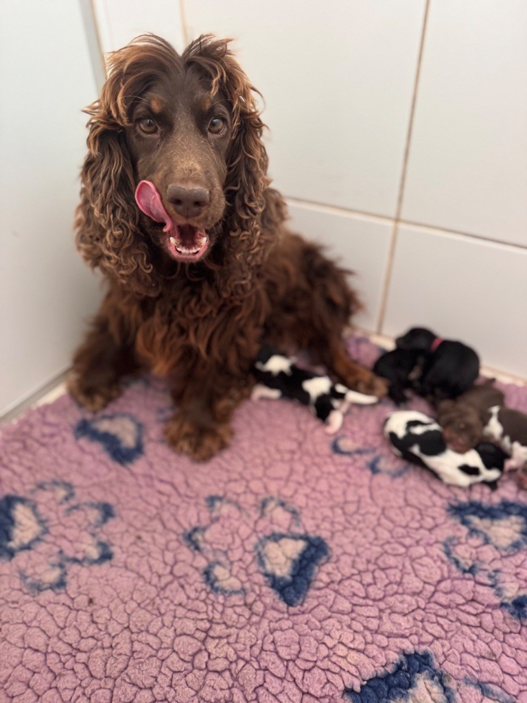 Shoko feu de la douce folie