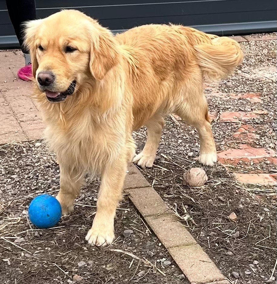 Vrap des fields d'est