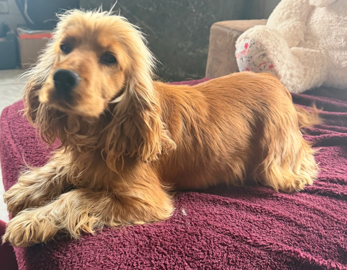 Bientôt des petits Cockers