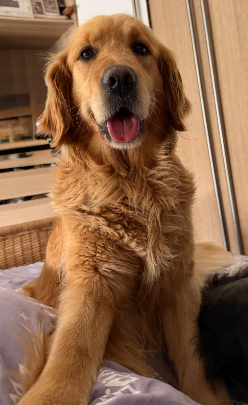 D ici quelques jours des bébés fauves arrivent 