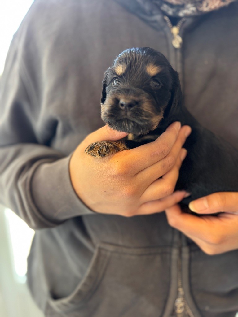 de la douce folie - Chiots disponibles - Cocker Spaniel Anglais