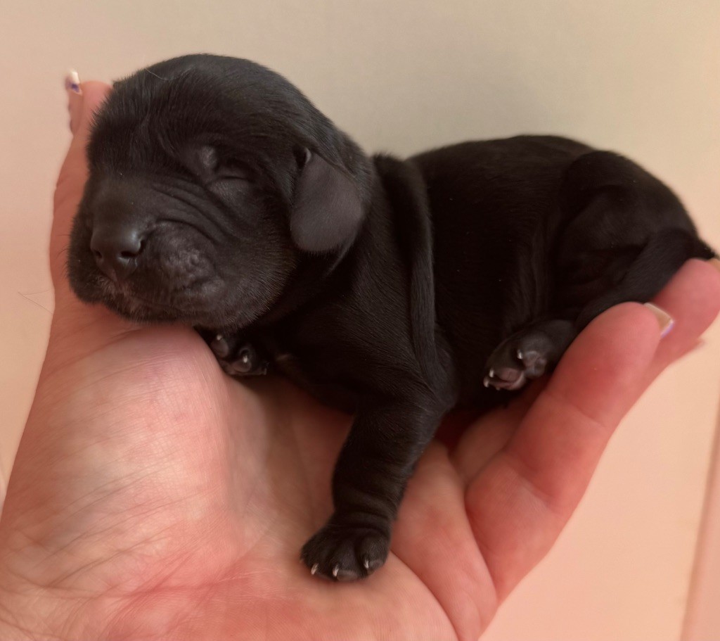de la douce folie - Chiots disponibles - Cocker Spaniel Anglais