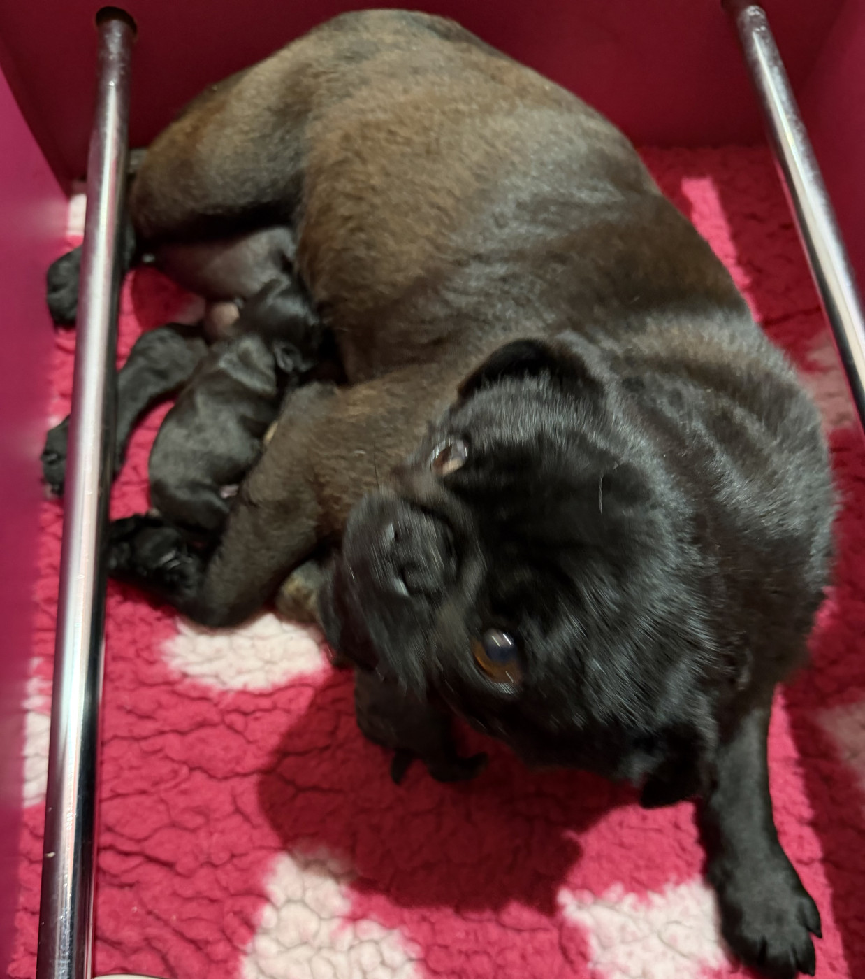 Chiot Carlin de la douce folie