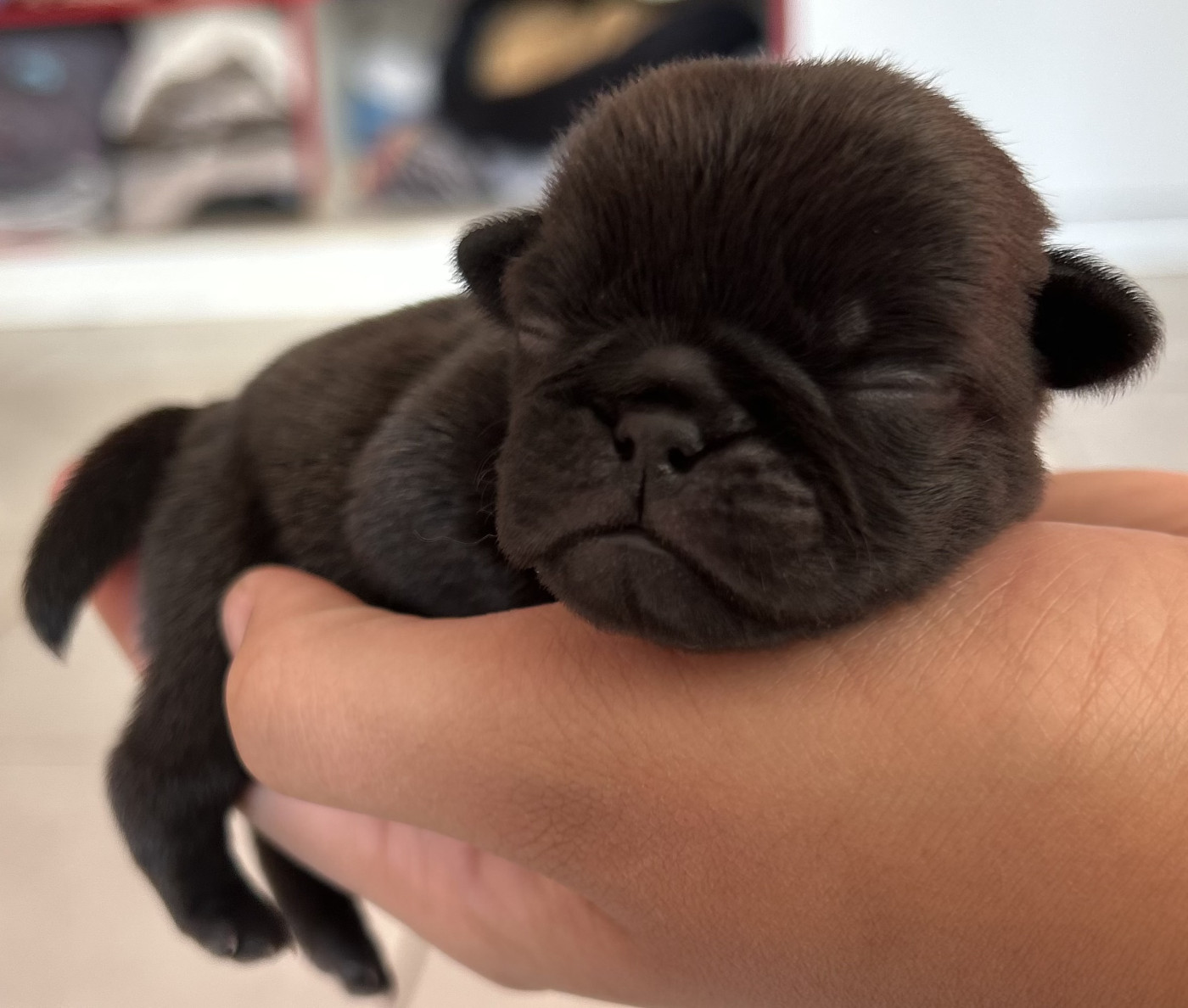 de la douce folie - Chiots disponibles - Carlin