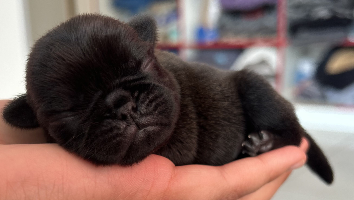 de la douce folie - Chiots disponibles - Carlin