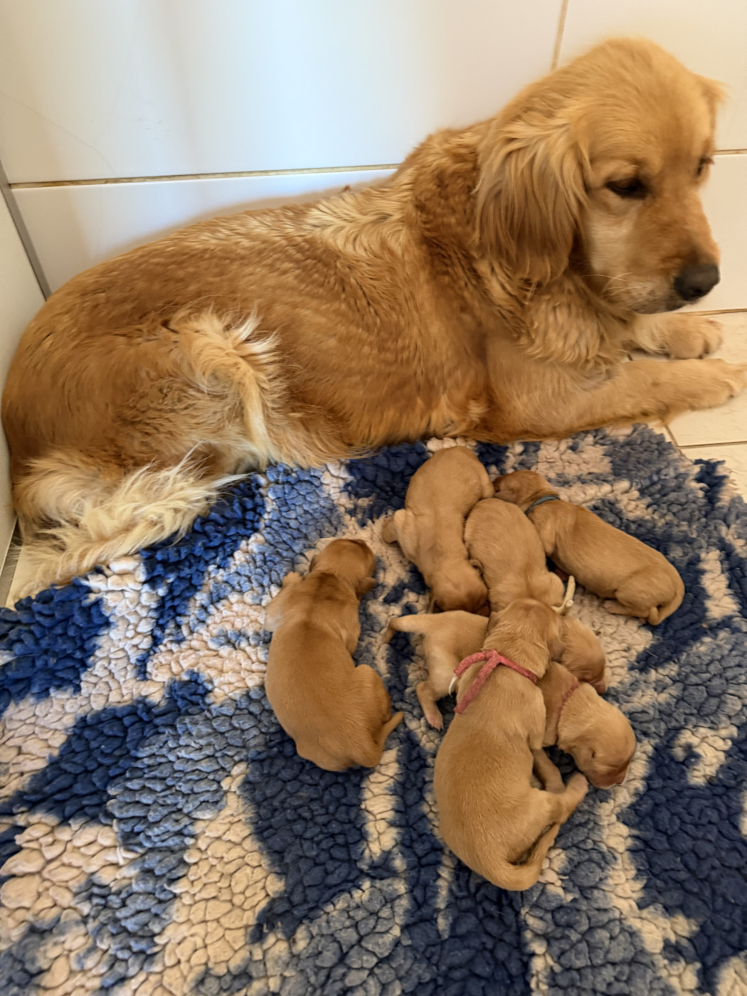 Chiot Golden Retriever de la douce folie