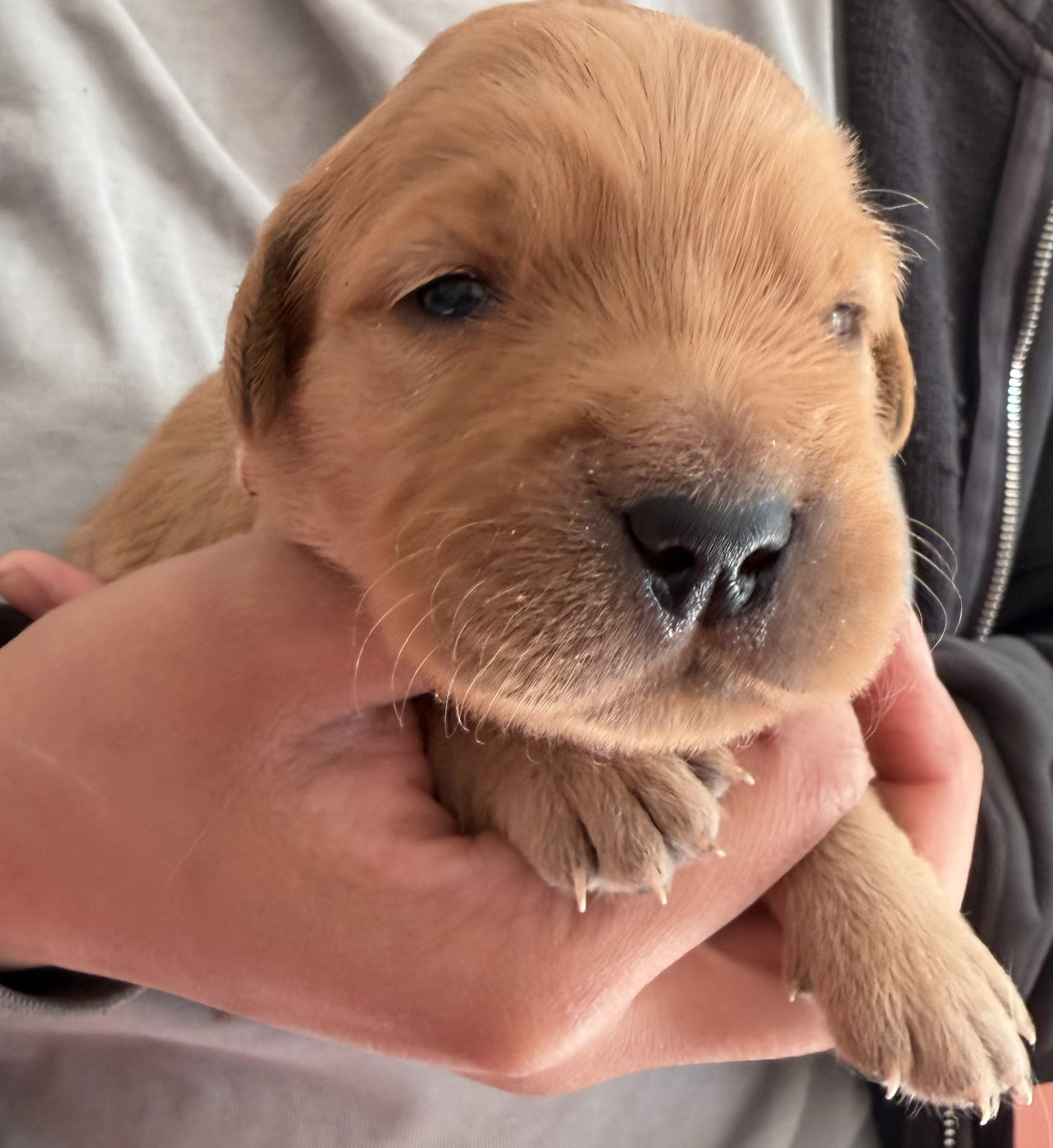 de la douce folie - Chiots disponibles - Golden Retriever