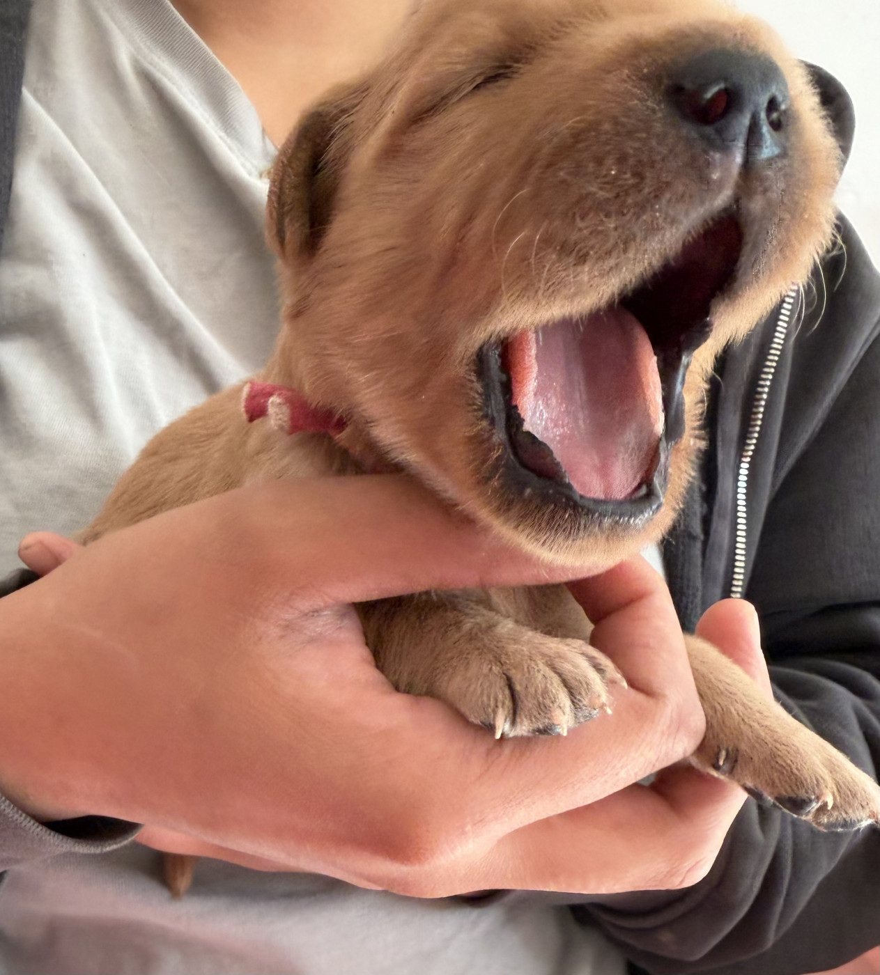 de la douce folie - Chiots disponibles - Golden Retriever