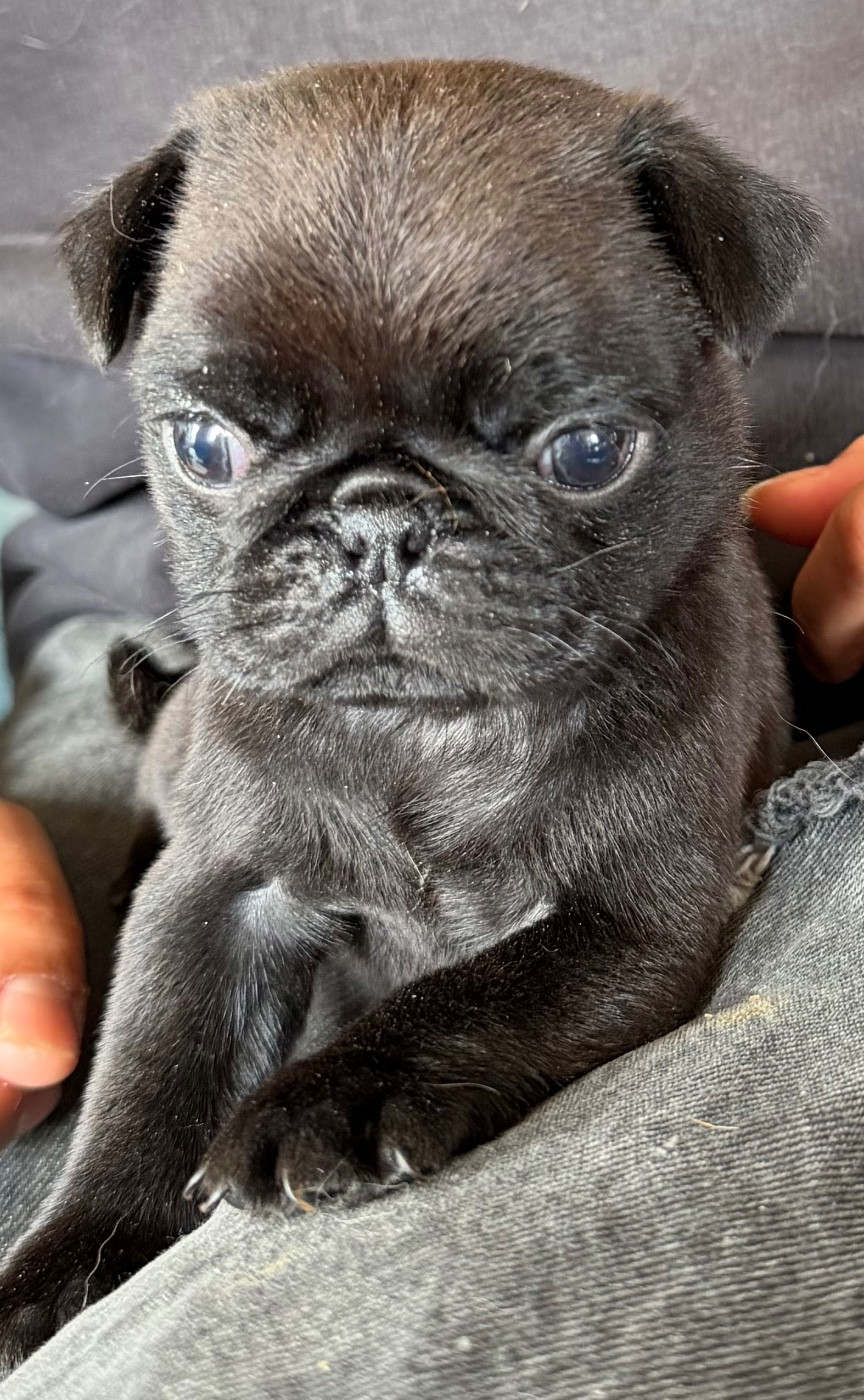 de la douce folie - Chiots disponibles - Carlin