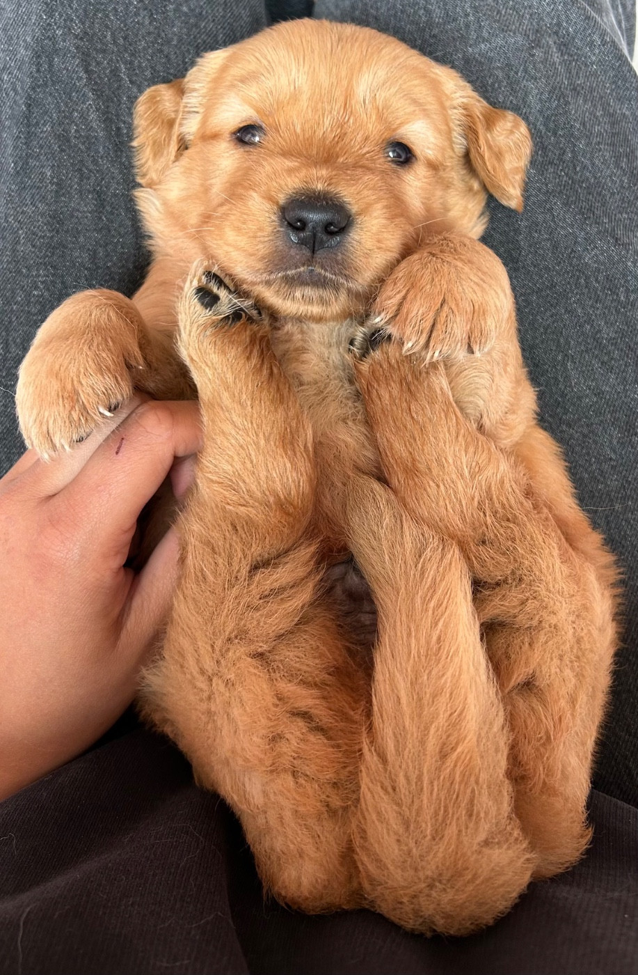 de la douce folie - Chiots disponibles - Golden Retriever