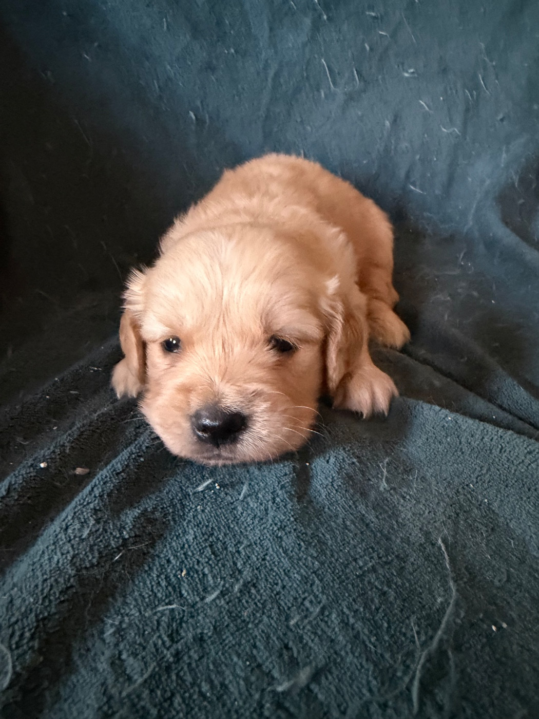 de la douce folie - Chiots disponibles - Golden Retriever