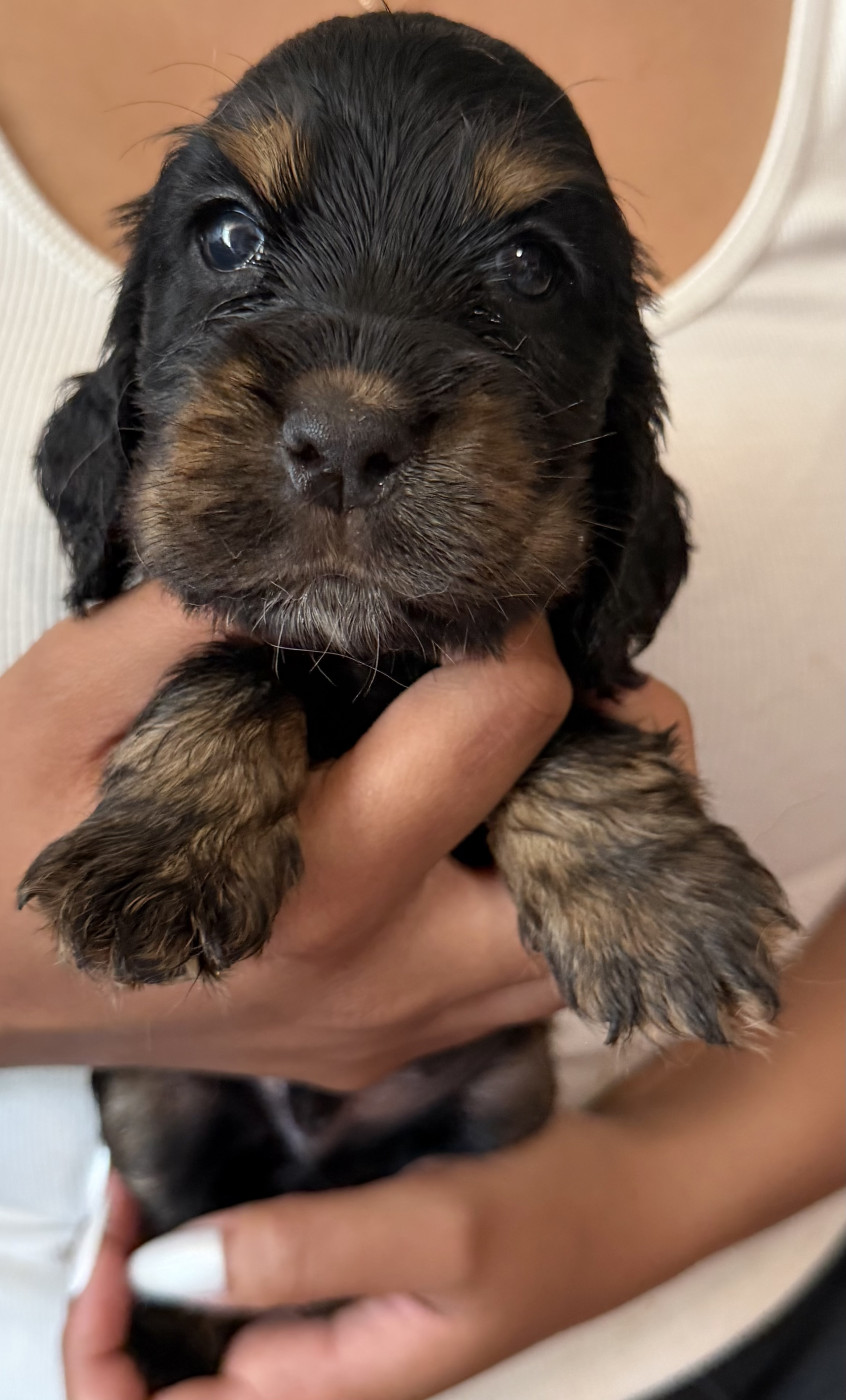 de la douce folie - Chiots disponibles - Cocker Spaniel Anglais