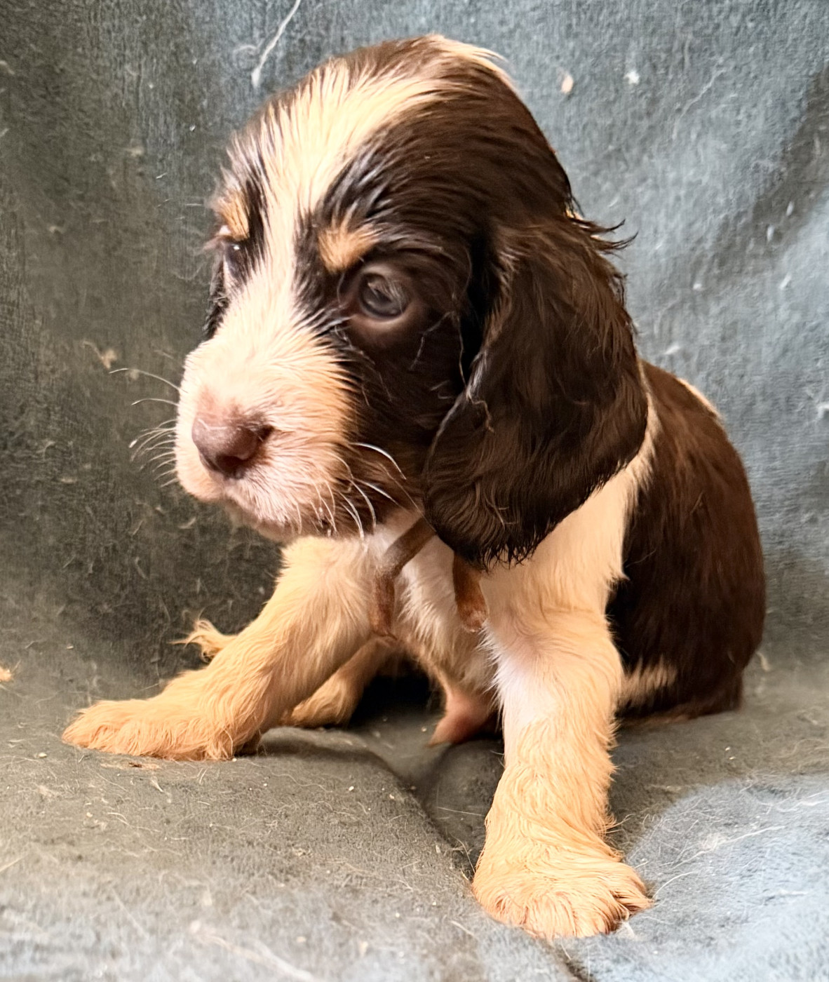 de la douce folie - Chiots disponibles - Cocker Spaniel Anglais