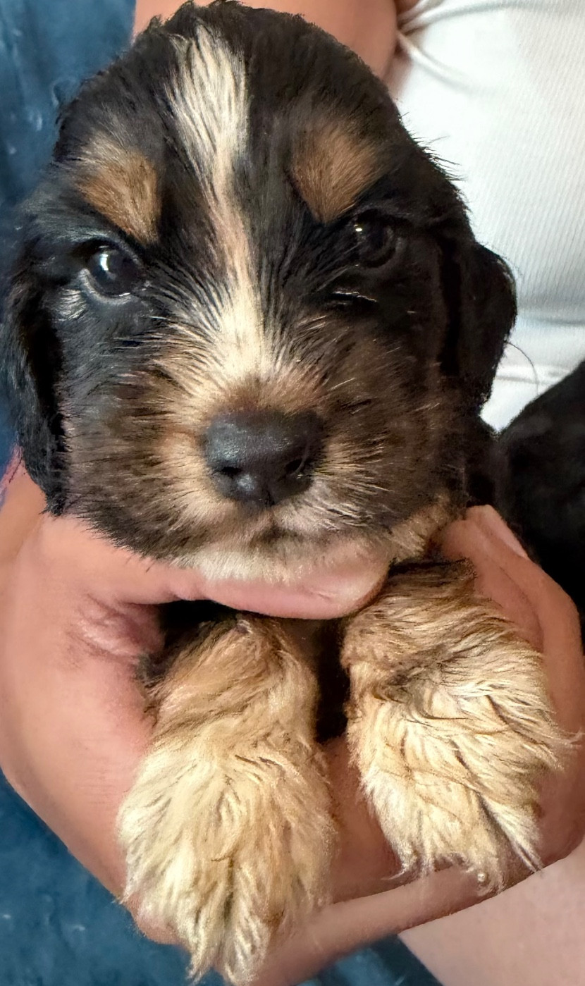 de la douce folie - Chiots disponibles - Cocker Spaniel Anglais