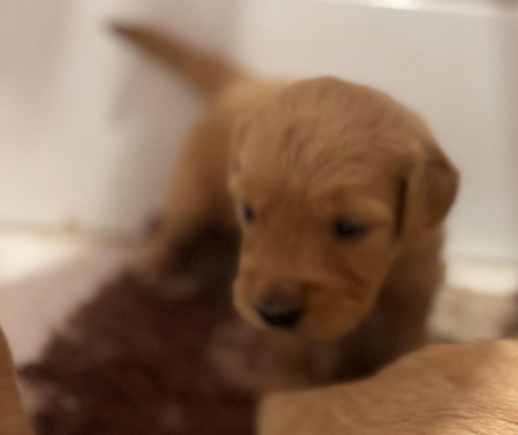 de la douce folie - Chiots disponibles - Golden Retriever