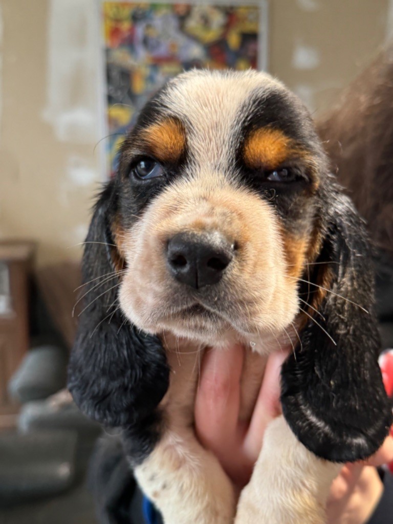 de la douce folie - Chiots disponibles - Basset Hound