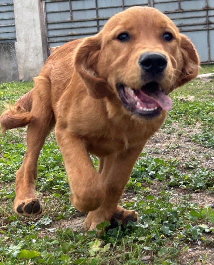 de la douce folie - Chiots disponibles - Golden Retriever