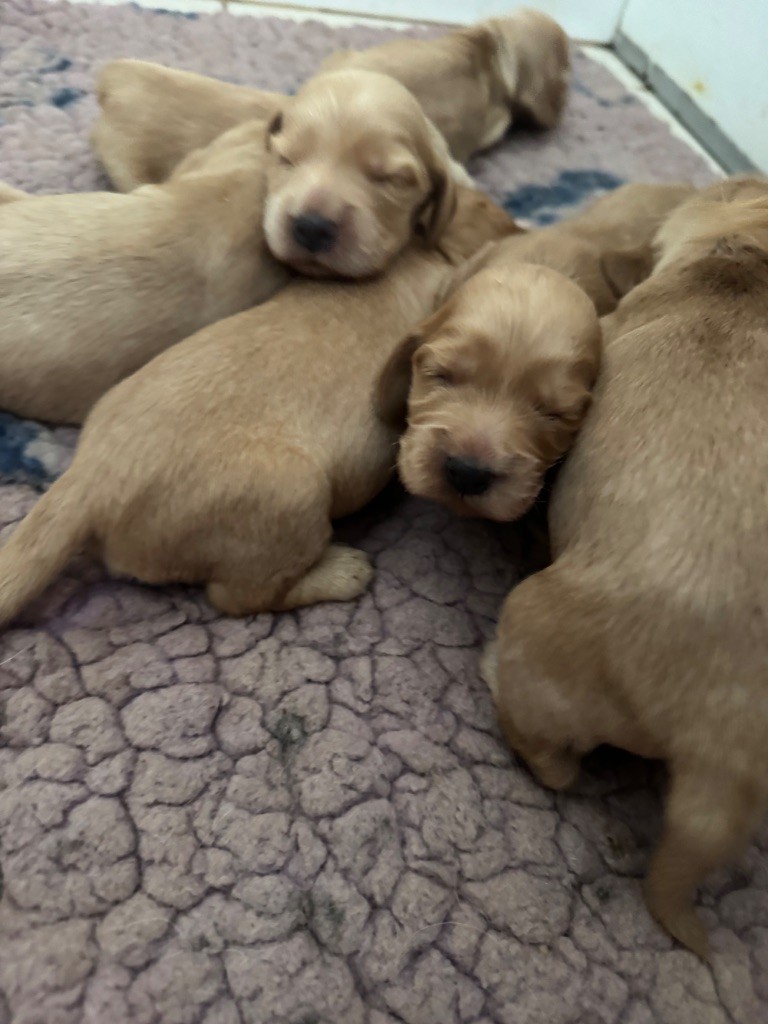de la douce folie - Chiots disponibles - Cocker Spaniel Anglais