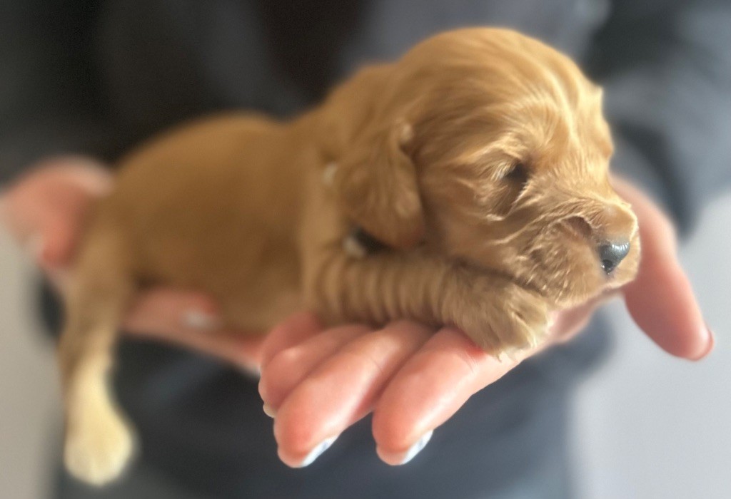 de la douce folie - Chiots disponibles - Cocker Spaniel Anglais