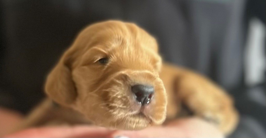de la douce folie - Chiots disponibles - Cocker Spaniel Anglais
