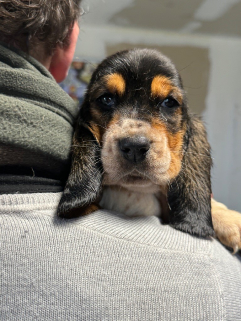 de la douce folie - Chiots disponibles - Basset Hound