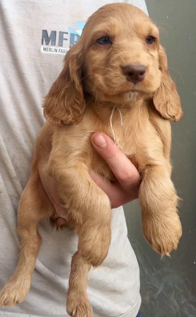 CHIOT