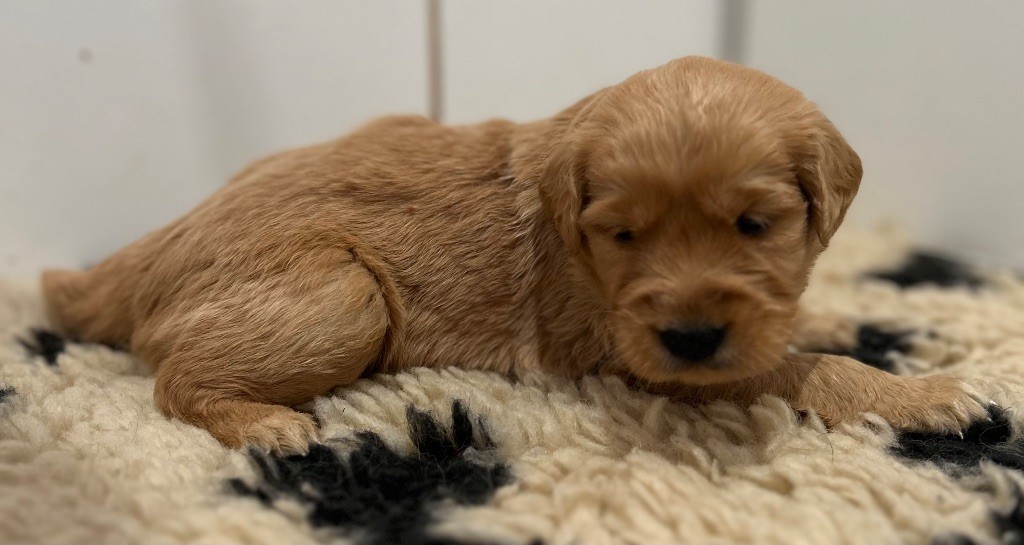 de la douce folie - Chiots disponibles - Golden Retriever