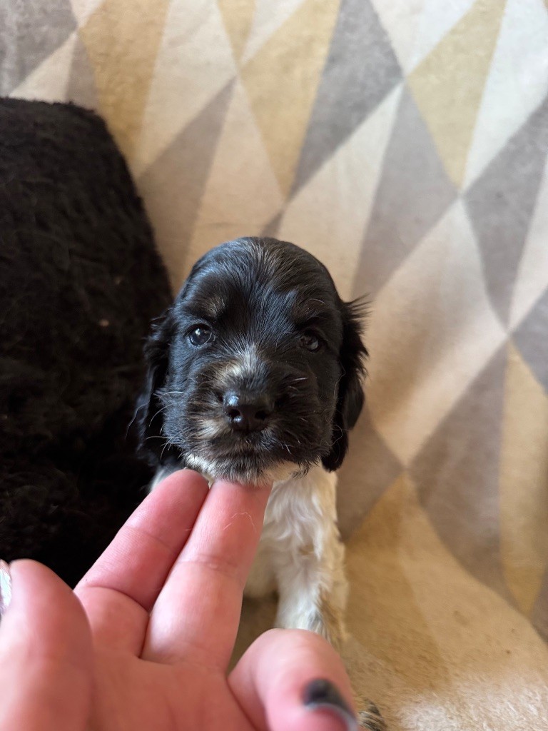 de la douce folie - Chiots disponibles - Cocker Spaniel Anglais