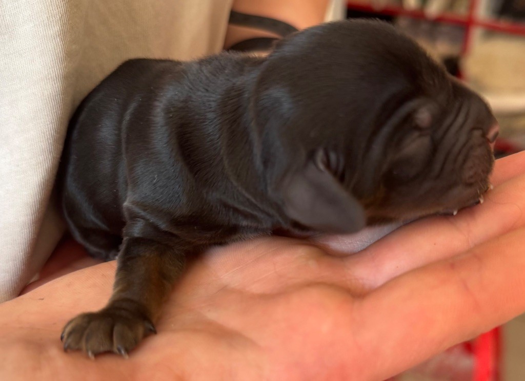 de la douce folie - Chiots disponibles - Cocker Spaniel Anglais