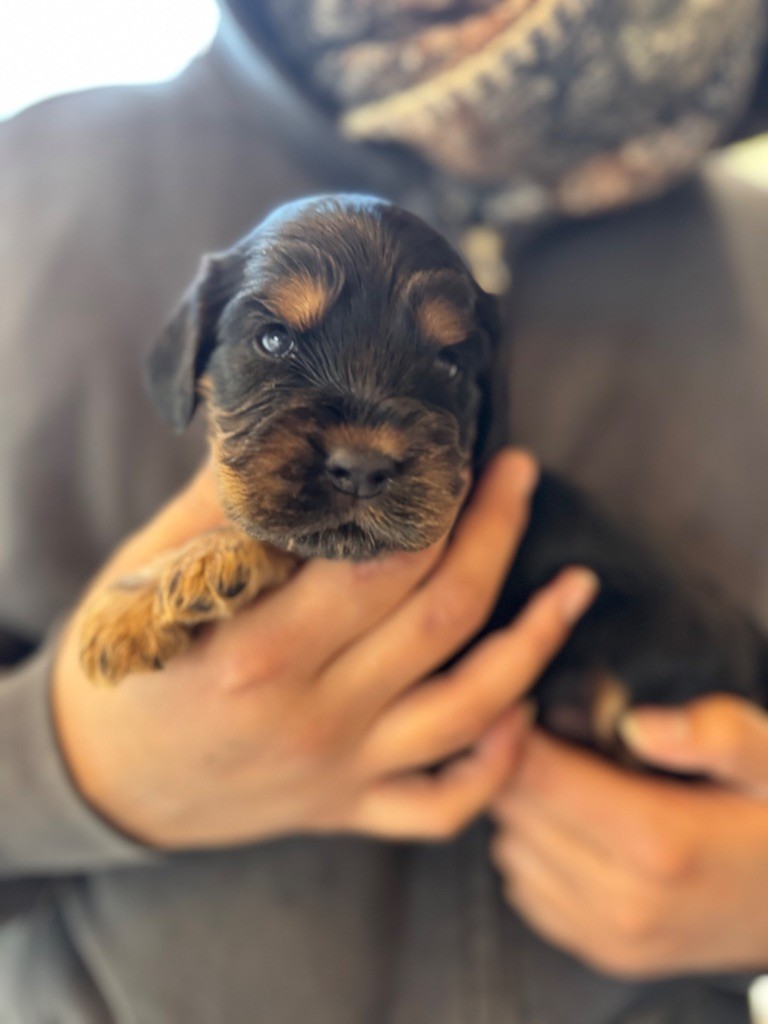de la douce folie - Chiots disponibles - Cocker Spaniel Anglais