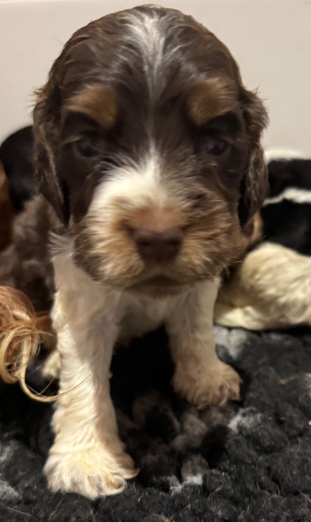 de la douce folie - Chiots disponibles - Cocker Spaniel Anglais