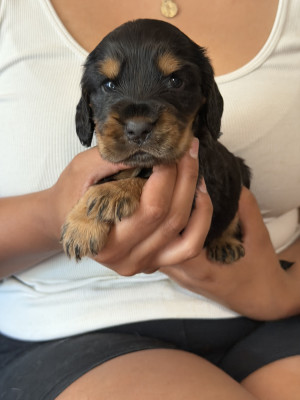 Chiot N°1