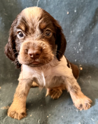 Chiot N°4