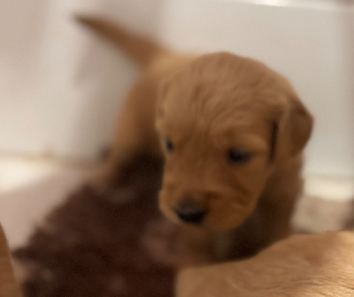 CHIOT 3