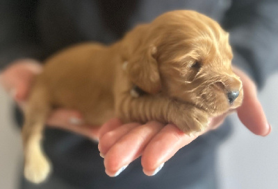 CHIOT 7