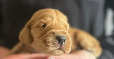 CHIOT 2