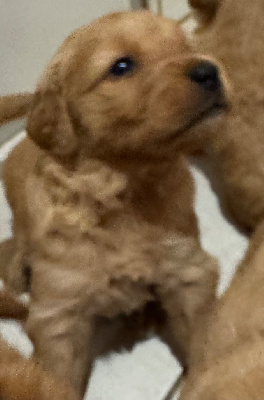 CHIOT 7