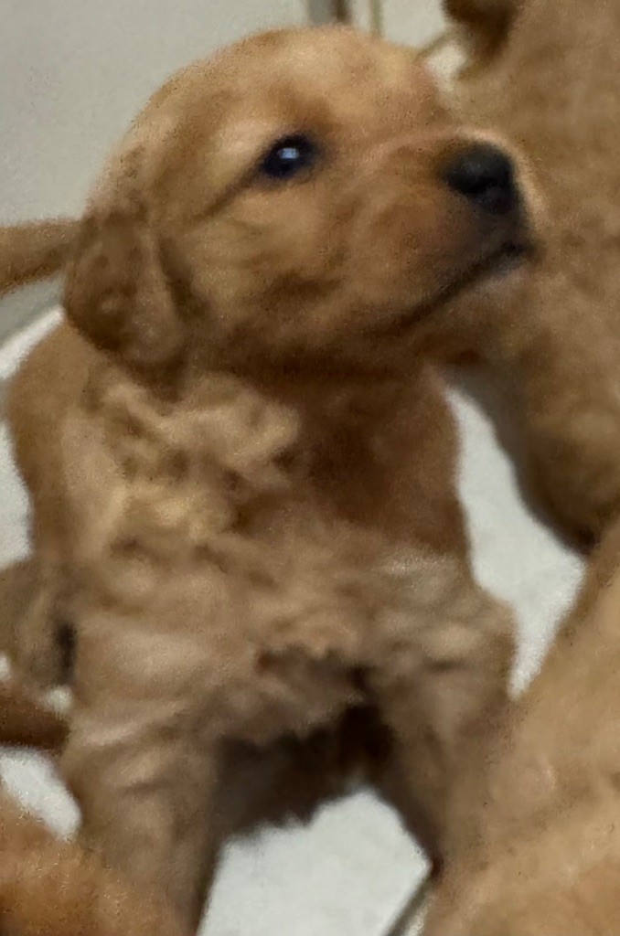 de la douce folie - Chiots disponibles - Golden Retriever