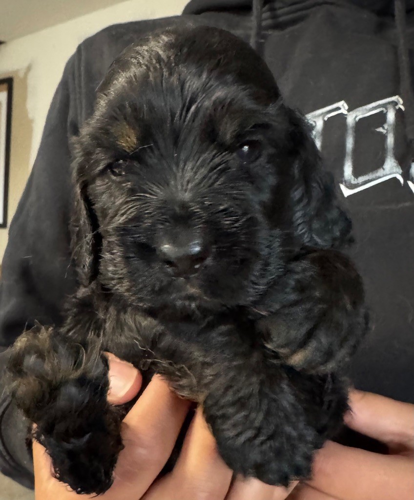 de la douce folie - Chiots disponibles - Cocker Spaniel Anglais